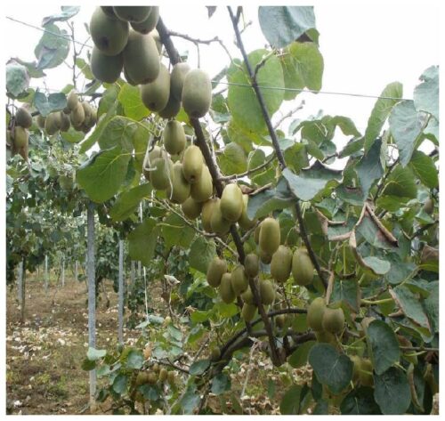 果树种植最佳时间是什么时候(果树种植最佳时间)?插图 果树种植最佳时间是什么时候(果树种植最佳时间)?插图