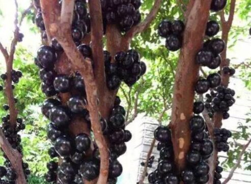 果树种植最佳时间是什么时候(果树种植最佳时间)?插图3 果树种植最佳时间是什么时候(果树种植最佳时间)?插图3