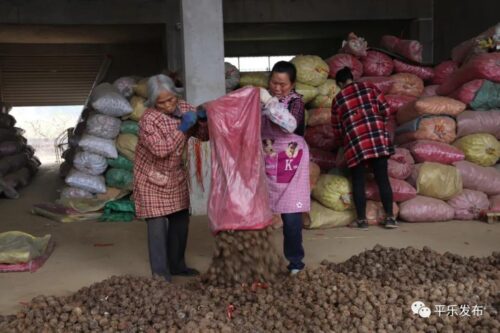 马蹄适合什么土壤种植?土壤适应性与改良要点?插图5 马蹄适合什么土壤种植?土壤适应性与改良要点?插图5