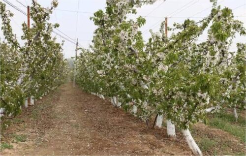 果树种植的株距和行距该如何确定(果树种植的株距和行距)?插图6 果树种植的株距和行距该如何确定(果树种植的株距和行距)?插图6