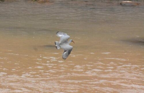 会东生态 “成绩单” 上新：首现国家二级保护动物鹮嘴鹬-会东网