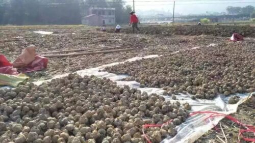 马蹄适合什么土壤种植？土壤适应性与改良要点？-会东网