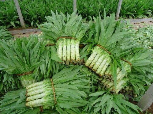 种植莴苣的方法有哪些要点？插图