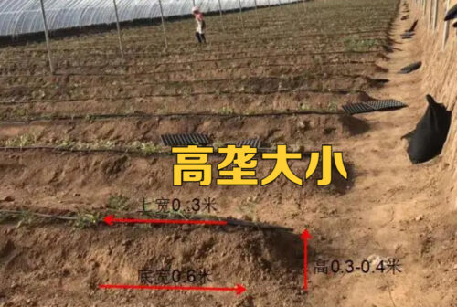 果树种植的株距和行距该如何确定(果树种植的株距和行距)?插图5 果树种植的株距和行距该如何确定(果树种植的株距和行距)?插图5