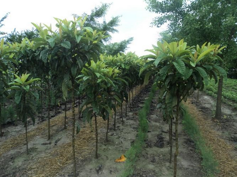 立春春耕注意事项(立春春耕有哪些注意事项)?插图5 立春春耕注意事项(立春春耕有哪些注意事项)?插图5