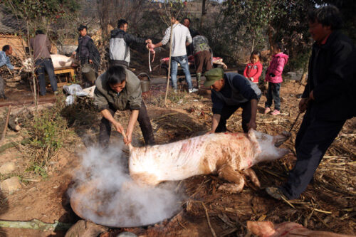 会东杀猪饭:味蕾上的乡情,岁月里的盛宴插图1 会东杀猪饭:味蕾上的乡情,岁月里的盛宴插图1