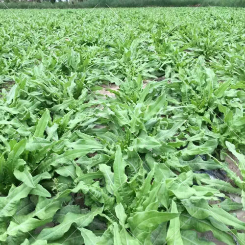 阳台种莴苣需要多深的箱子?容器要求与种植要点?插图2 阳台种莴苣需要多深的箱子?容器要求与种植要点?插图2