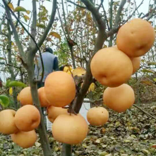 果树种植最佳时间是什么时候(果树种植最佳时间)?插图5 果树种植最佳时间是什么时候(果树种植最佳时间)?插图5