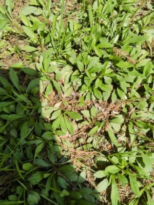 开春野菜（立春开春有哪些野菜）？-会东网