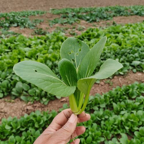 立春蔬菜种植（立春如何进行蔬菜种植）？插图