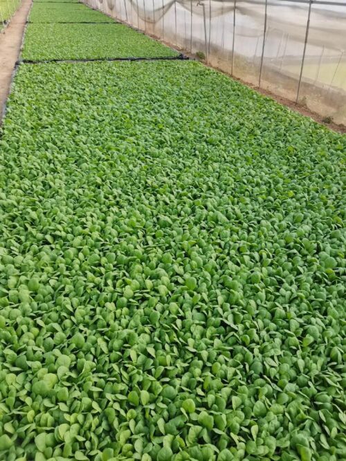 立春蔬菜种植（立春如何进行蔬菜种植）？插图1