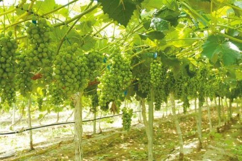 葡萄开春施肥（立春后葡萄怎么施肥）？-会东网