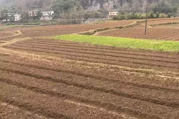 韭菜种子的价格 ,韭菜种子每斤的价格大概是多少呢?插图7 韭菜种子的价格 ,韭菜种子每斤的价格大概是多少呢?插图7