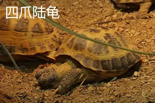 陆龟有哪些常见品种 ,陆龟的品种有哪些可介绍插图6