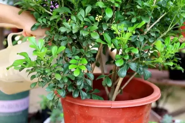 米兰在浇水方面要注意什么呢 ,米兰浇水要遵循夏避暑冬避寒原则插图2 米兰在浇水方面要注意什么呢 ,米兰浇水要遵循夏避暑冬避寒原则插图2