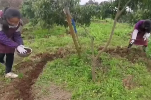 荔枝挂果到成熟的时间 ,荔枝挂果到成熟要多久时间呢?插图3 荔枝挂果到成熟的时间 ,荔枝挂果到成熟要多久时间呢?插图3