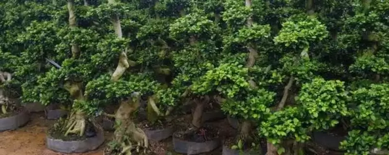 金钱榕的养殖方法 ,养殖金钱榕施肥方面要注意啥-会东网