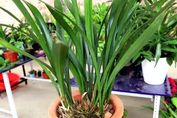 兰花夏天的养殖注意事项 ,兰花夏天养殖为何要适当遮阴?插图2 兰花夏天的养殖注意事项 ,兰花夏天养殖为何要适当遮阴?插图2