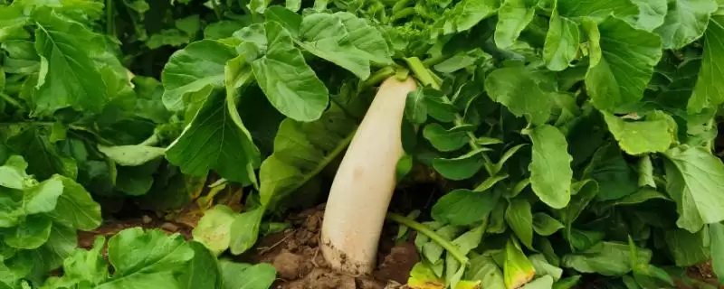 萝卜根结线虫的为害症状是什么 ,萝卜根结线虫主要为害哪里-会东网