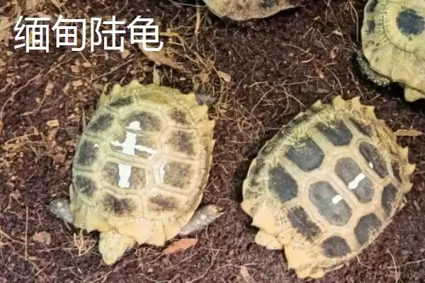 陆龟有哪些常见品种 ,陆龟的品种有哪些可介绍插图2