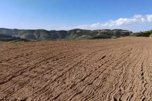 韭菜种子的价格 ,韭菜种子每斤的价格大概是多少呢?插图2 韭菜种子的价格 ,韭菜种子每斤的价格大概是多少呢?插图2