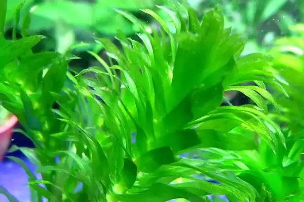图片[2]-没根的蜈蚣草能在水中存活吗 ,没根蜈蚣草因生命力旺可存活-会东网