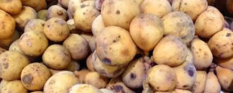 龙功果的水果简介 ,龙功果是怎样生长在泰国的水果?-会东网