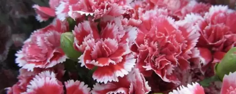 康乃馨的秋季开花情况 ,康乃馨在秋天会开花吗?-会东网