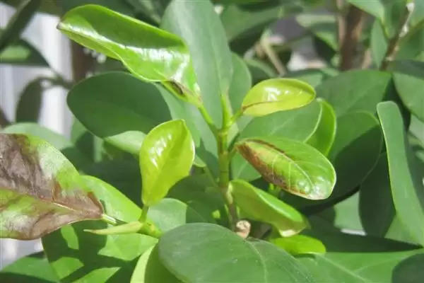 金钱榕的养殖方法 ,养殖金钱榕施肥方面要注意啥插图3 金钱榕的养殖方法 ,养殖金钱榕施肥方面要注意啥插图3