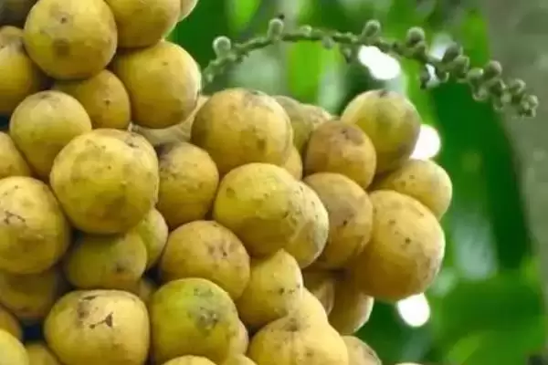 龙功果的水果简介 ,龙功果是怎样生长在泰国的水果?插图3 龙功果的水果简介 ,龙功果是怎样生长在泰国的水果?插图3