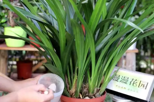 兰花夏天的养殖注意事项 ,兰花夏天养殖为何要适当遮阴?插图1 兰花夏天的养殖注意事项 ,兰花夏天养殖为何要适当遮阴?插图1