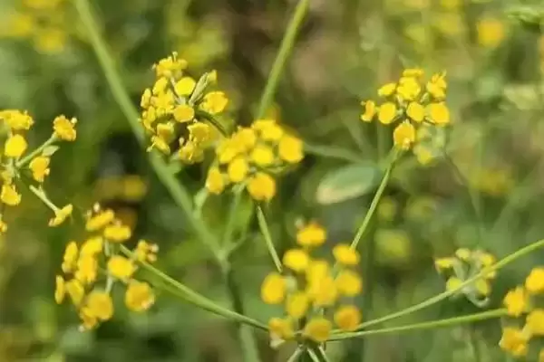津柴胡的简介 ,津柴胡主要分布在哪些地方呢插图2 津柴胡的简介 ,津柴胡主要分布在哪些地方呢插图2