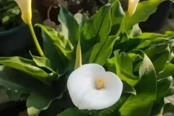 马蹄莲的花语有哪些 ,马蹄莲花语因颜色有何不同插图2 马蹄莲的花语有哪些 ,马蹄莲花语因颜色有何不同插图2