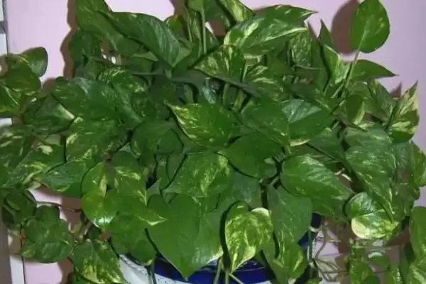 图片[7]-绿萝出现花叶怎么解决好 ,绿萝花叶如何通过换水控温解决-会东网