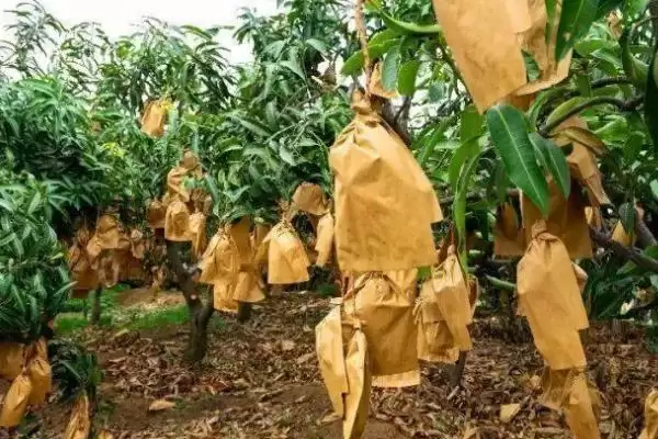 芒果多层套袋有哪些注意事项 ,芒果套袋大小依何而异插图1 芒果多层套袋有哪些注意事项 ,芒果套袋大小依何而异插图1