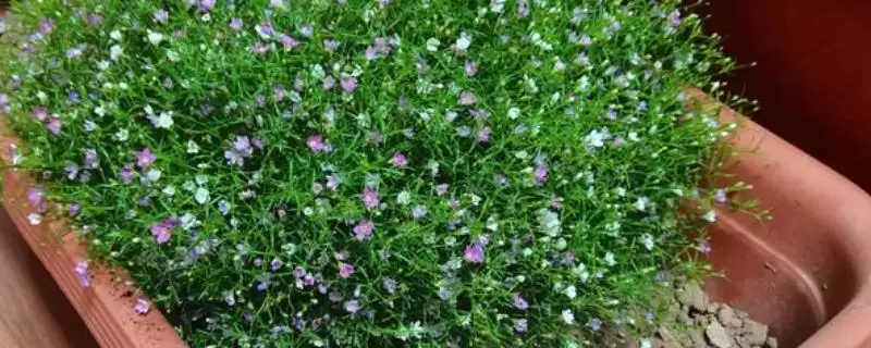 满天星适合在什么时候播种 ,满天星春秋播种为何适宜-会东网