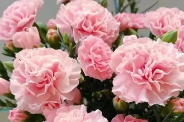 康乃馨的秋季开花情况 ,康乃馨在秋天会开花吗?插图1 康乃馨的秋季开花情况 ,康乃馨在秋天会开花吗?插图1