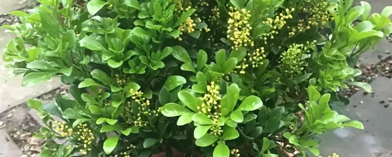 米兰在浇水方面要注意什么呢 ,米兰浇水要遵循夏避暑冬避寒原则-会东网