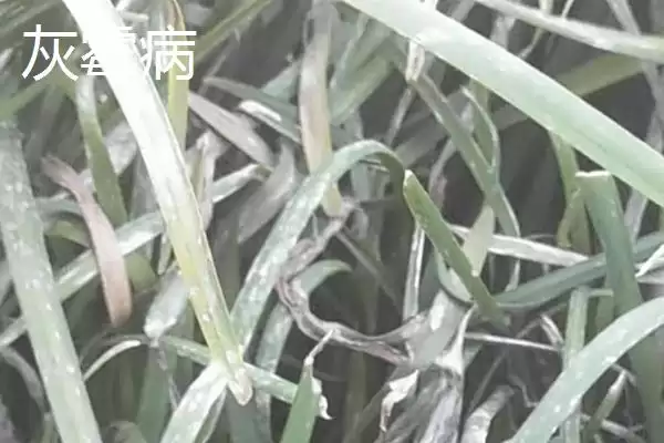 韭菜种子的价格 ,韭菜种子每斤的价格大概是多少呢?插图12 韭菜种子的价格 ,韭菜种子每斤的价格大概是多少呢?插图12