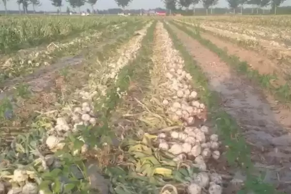 金乡大蒜的收获时间 ,金乡大蒜在何时进行收获呢插图1 金乡大蒜的收获时间 ,金乡大蒜在何时进行收获呢插图1