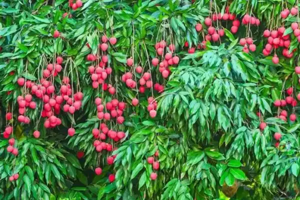 荔枝挂果到成熟的时间 ,荔枝挂果到成熟要多久时间呢?插图1 荔枝挂果到成熟的时间 ,荔枝挂果到成熟要多久时间呢?插图1