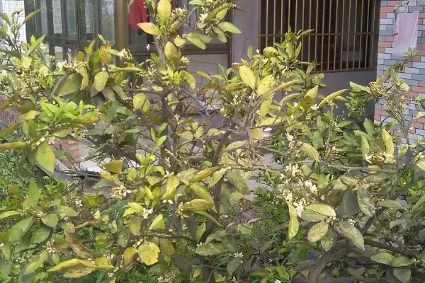 图片[2]-橘子树叶片发黄的处理 ,橘子树叶片发黄如何处理光照问题？-会东网