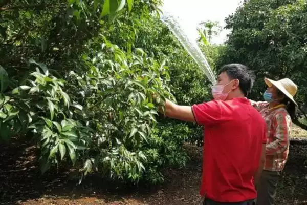 荔枝挂果到成熟的时间 ,荔枝挂果到成熟要多久时间呢?插图9 荔枝挂果到成熟的时间 ,荔枝挂果到成熟要多久时间呢?插图9