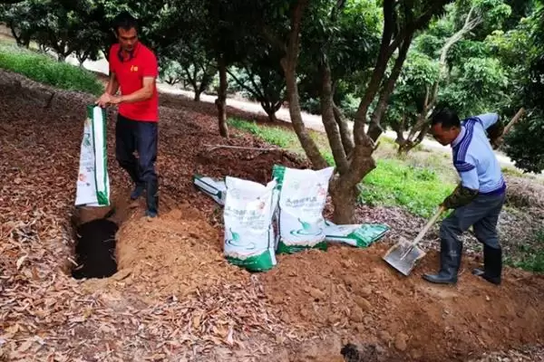 荔枝挂果到成熟的时间 ,荔枝挂果到成熟要多久时间呢?插图10 荔枝挂果到成熟的时间 ,荔枝挂果到成熟要多久时间呢?插图10