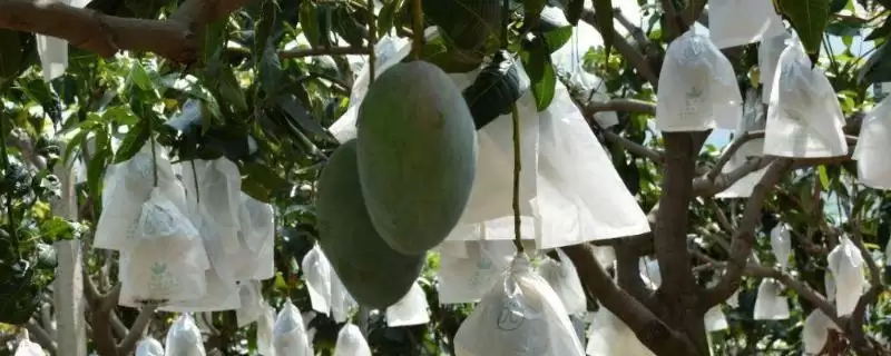 芒果多层套袋有哪些注意事项 ,芒果套袋大小依何而异-会东网