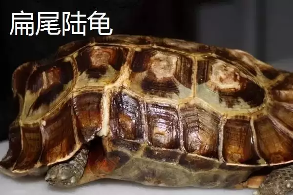 陆龟有哪些常见品种 ,陆龟的品种有哪些可介绍插图9