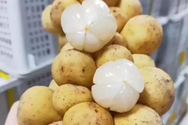 龙功果的水果简介 ,龙功果是怎样生长在泰国的水果?插图1 龙功果的水果简介 ,龙功果是怎样生长在泰国的水果?插图1