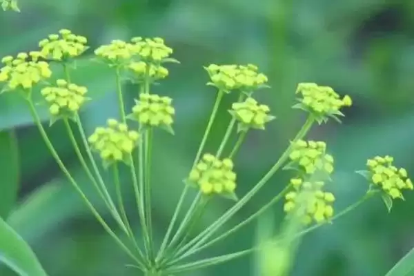 津柴胡的简介 ,津柴胡主要分布在哪些地方呢插图3 津柴胡的简介 ,津柴胡主要分布在哪些地方呢插图3