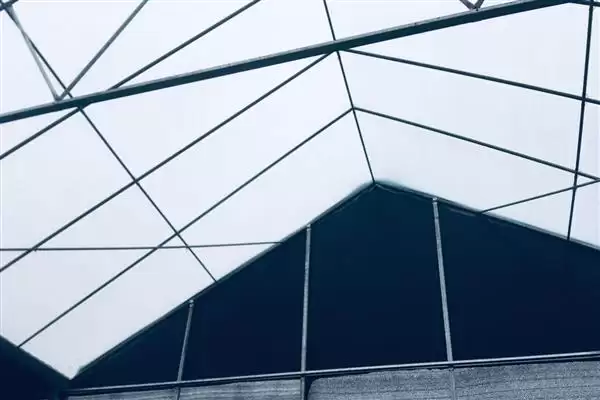 金钱榕的养殖方法 ,养殖金钱榕施肥方面要注意啥插图6 金钱榕的养殖方法 ,养殖金钱榕施肥方面要注意啥插图6