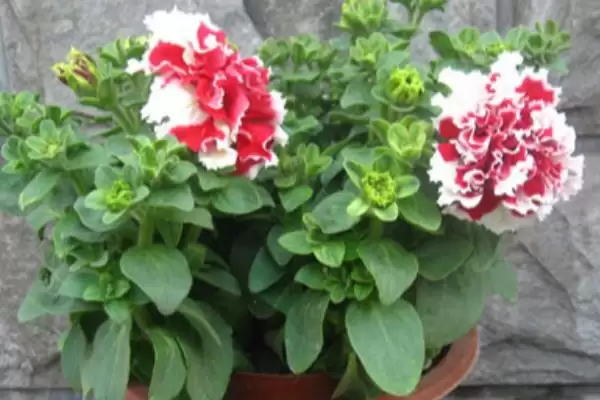 康乃馨的秋季开花情况 ,康乃馨在秋天会开花吗?插图3 康乃馨的秋季开花情况 ,康乃馨在秋天会开花吗?插图3